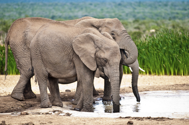 Elefanten auf der Tour d'Afrique
