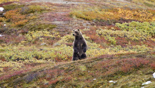 Grizzlybär im Denali-Nationalpark © Michael Heffernan