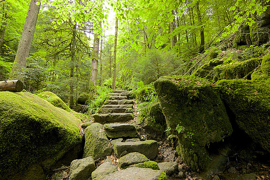 Der Schwarzwald sieht aus wie die Kulisse aus einem Märchen der Gebrüder Grimm. © chbaum / Shutterstock
