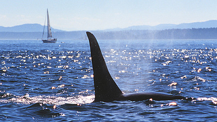 Whale Watching in Victoria © Tourism Victoria