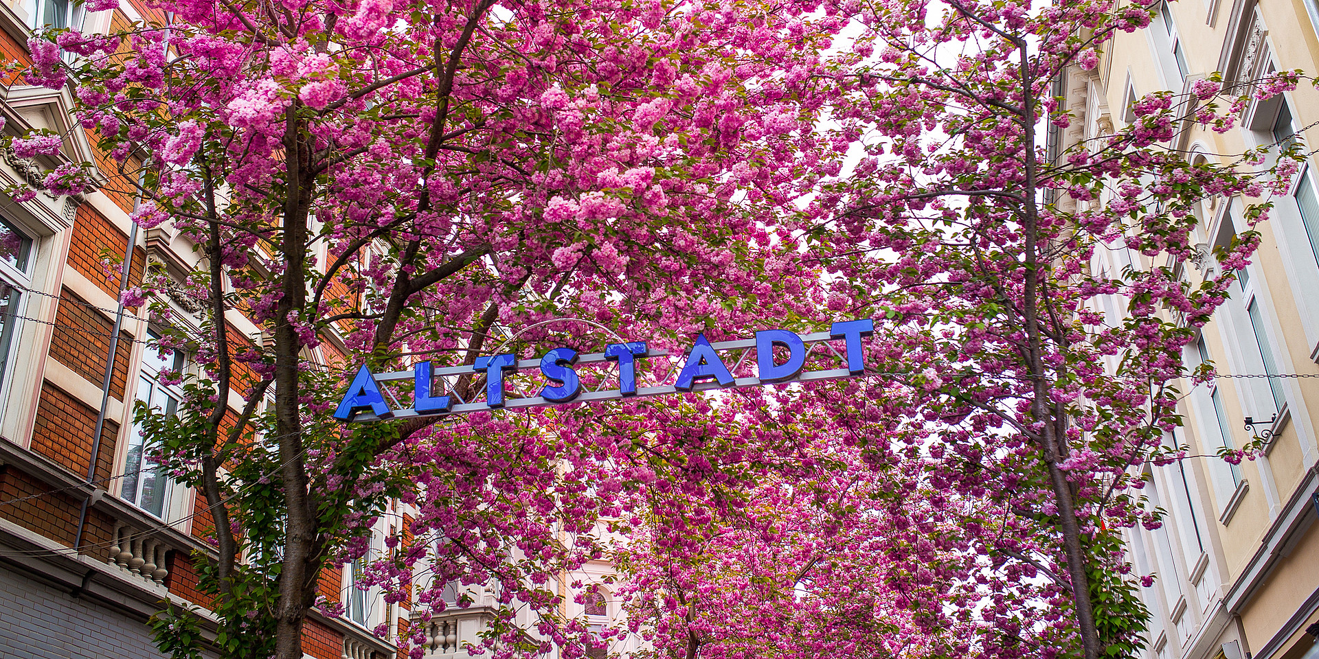 Kirschblüte in der Bonner Altstadt. © Giacomo Zucca / Bundesstadt Bonn