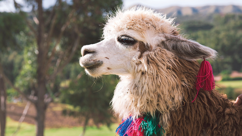 Seit 5000 Jahren züchten die Andenbewohner Lamas, wegen der Wolle, wegen des Fleisches und als Lasttiere. 