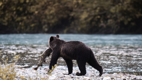 Bär beim Lachsfang © Ben Jaworskyj
