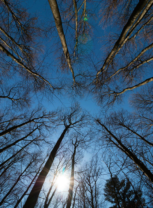 Europas größter Wald eignet sich ideal zum Wildcampen © Raphael Schneider / Getty Images