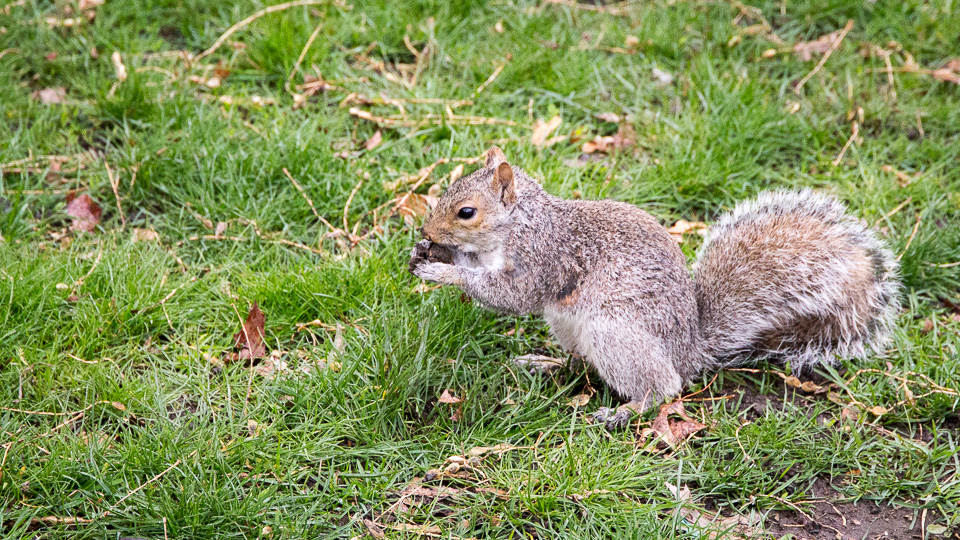 Backenhörnchen bei der Arbeit im Central Park - (Foto: Stephan Goldmann)