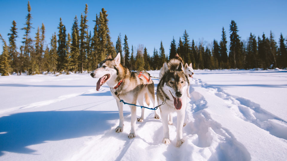 In Fairbanks, Alaska, lassen sich einige der besten Hundeschlittenrennen miterleben – (Foto: © Stefan Wackerhagen / Getty Images)