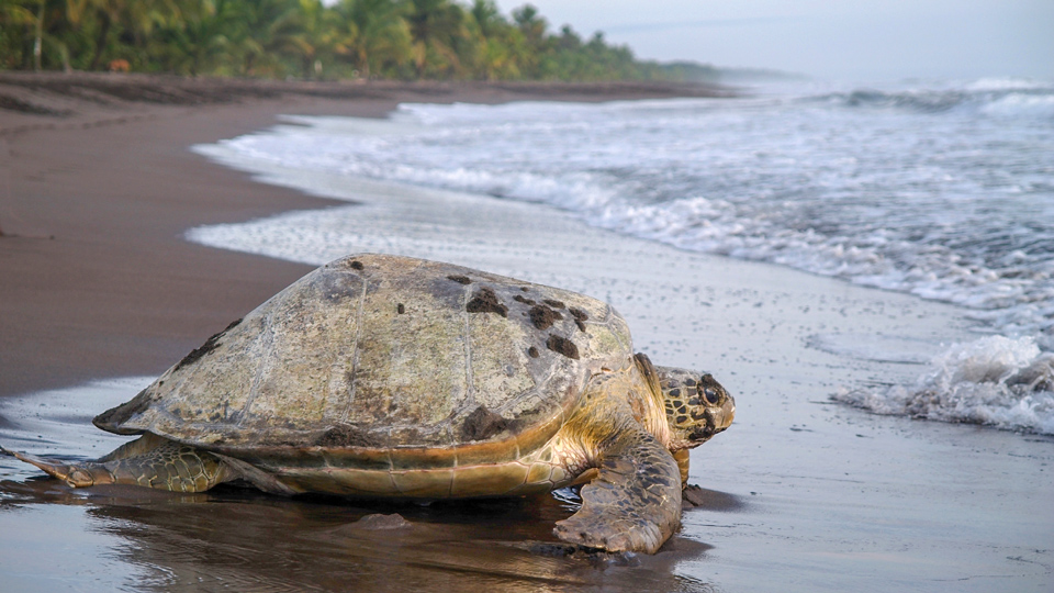 Im Parque Nacional Tortuguero leben unterschiedliche Arten von faszinierenden Meeresschildkröten - (Foto: ©jarnogz / Getty Images)