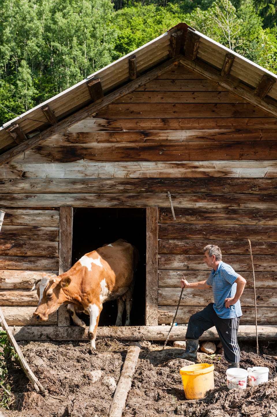 Mustafa Nikqi kümmert sich um seine Kühe im Dorf Rekë e Allagës im Kosovo - (Foto: © Justin Foulkes / Lonely Planet)
