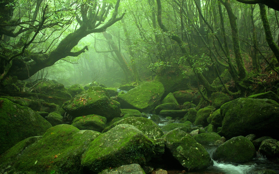 Yakushima, die Heimat des letzten japanischen Urwaldes, verzaubert mit überirdischen, magischen Landschaften - (Foto: © ro photos / Shutterstock)