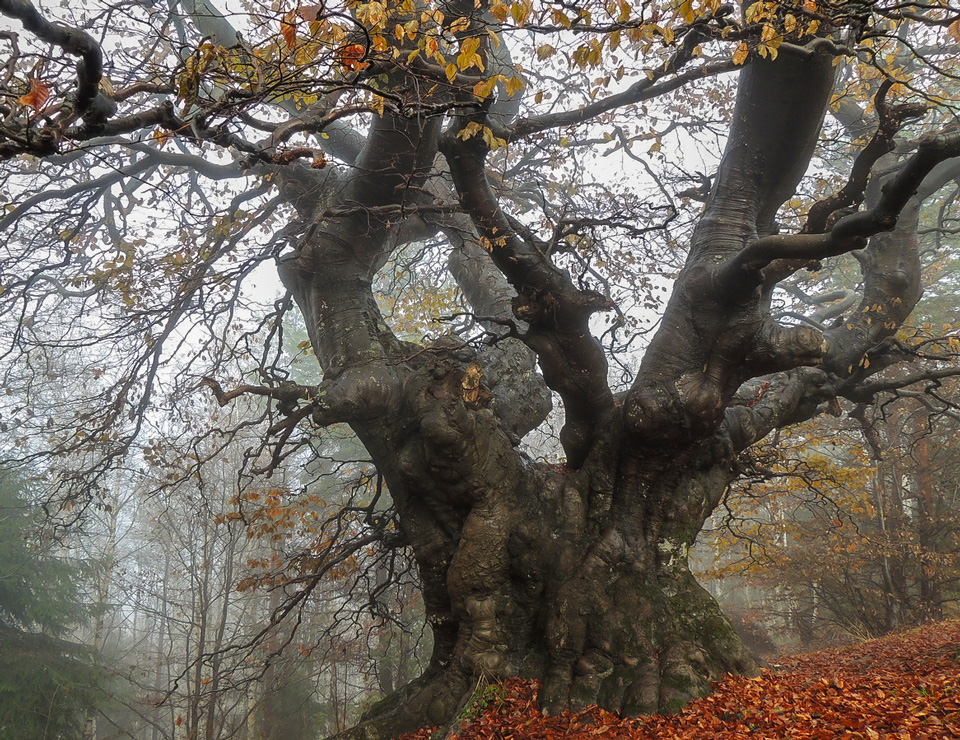 Kraftplätze und Magie uralter Bäume gibts an unterschiedlichen Orten - (Foto: ©Didi_Lavchiva/istock.com)