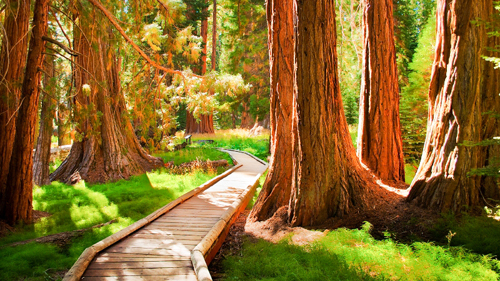 Sequoia National Park, California - (Foto: © Quan Yuan, Getty Images)
