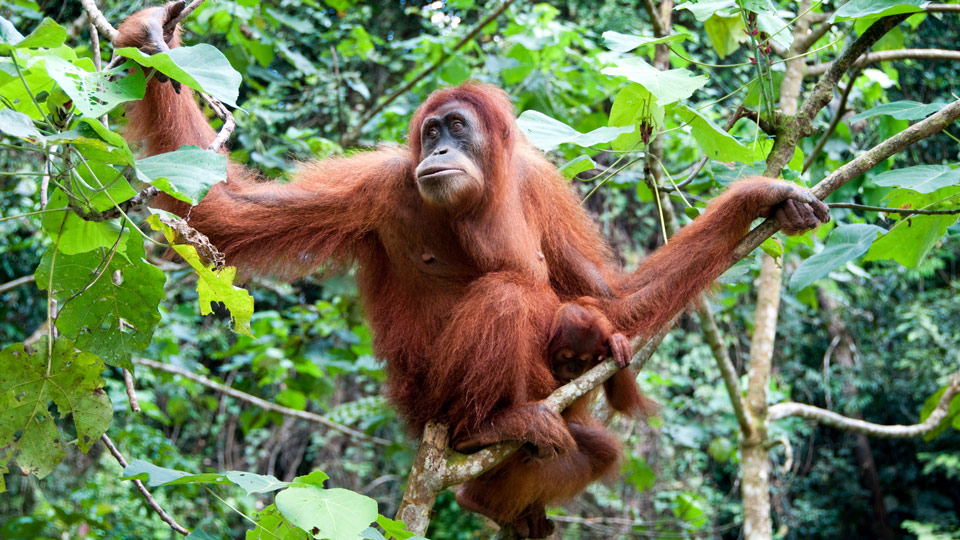 Indonesiens neue Hauptstadt soll in der Nähe von Wäldern errichtet werden, in denen der gefährdete Orang-Utan beheimatet ist - (Foto: © Matej Hudovernik / Shutterstock)