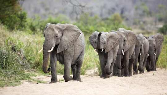 Rund 12.000 Elefanten leben im Park © Michael Heffernan