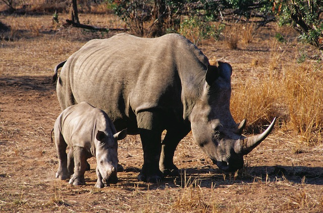 Baby-Nashorn mit seiner Mutter © Richard I'Anson