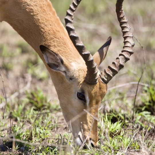 Anmutig grast ein Impala © Michael Heffernan