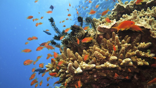 Das Great Barrier Reef – ein Traum vorallem für junge Menschen © Thinkstock