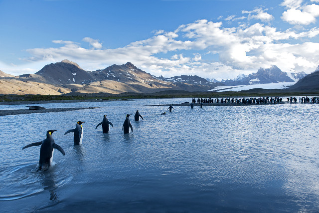 Pinguine in der Antarktis