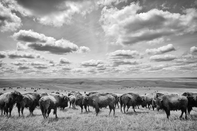 Rückkehr der Bisons © Heidi und Hans-Jürgen Koch