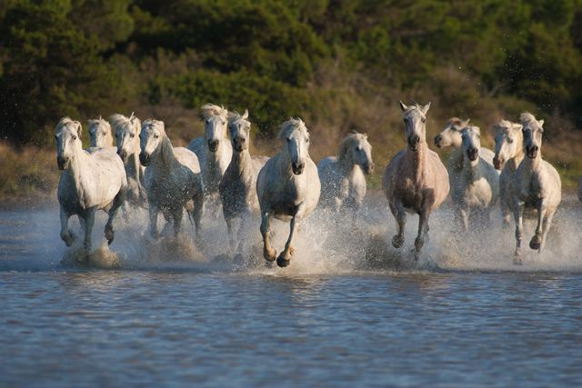 Camargue-Pferde © Patrice Aguilar