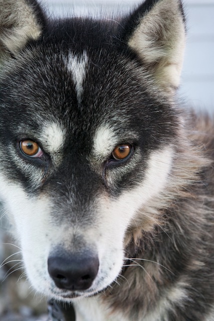 Sibirische Huskys sind kräftige und zähe Zugtiere © Lottie Davis