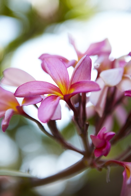 Frangipani, die bekannteste Blume Borneos © Matt Munro