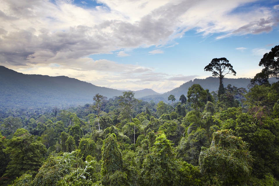 Über dem Blätterdach des Dschungels von Maliau Basin © Matt Munro