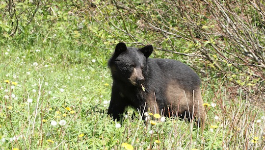 Ein neugieriger Schwarzbär © Andy Kramer und Sabine Mehmann