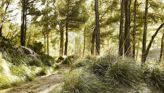 Nahe Estellencs führt der Wanderpfad durch einen Pinienwald © Andrew Montgomery