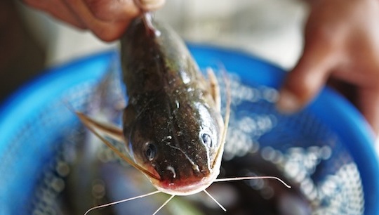 Ein Catfish zappelt im Eimer © Mark Read