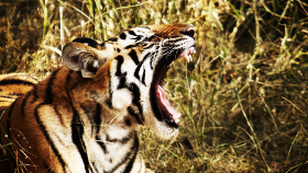 Bandhavgarh-Nationalpark