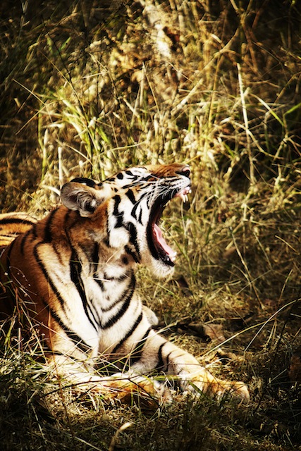 Tiger im Pench National Park © Mark Read