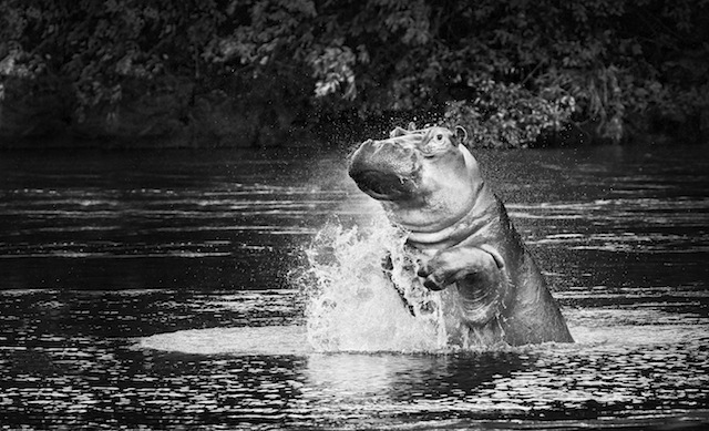 Ein Nilpferd vergnügt sich im Shire River © Jonathan Gregson