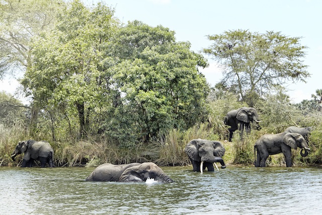 Liwonde-Nationalpark - ein Refugium für Elefanten © Jonathan Gregson