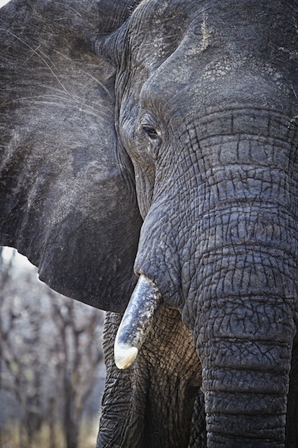 Elefant © Jonathan Gregson