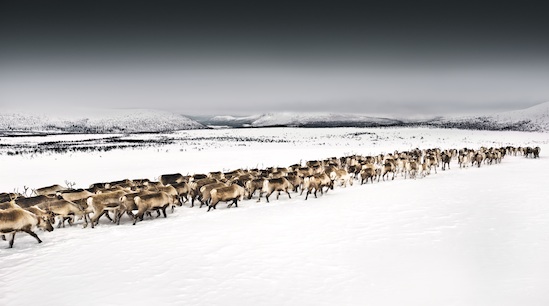 Rentiere in Lappland © Gary Latham