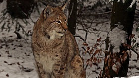 Luchs-Safari in der Slowakei - R. Duba/Pixelio