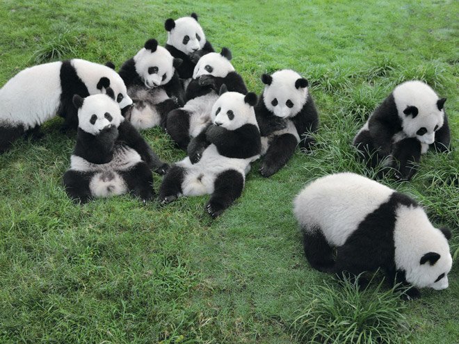 Baby-Pandas