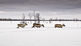 Rentiere spielen für die Sámi eine wichtige Rolle © Gary Latham