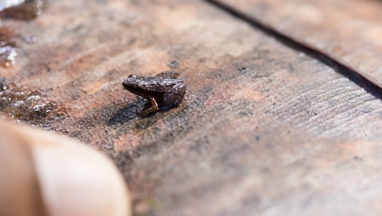 Der kleinste in der Welt: Gardiners Seychellenfrosch © Justin Foulkes