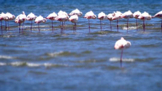 Namibia Fotosafari © Alain Courtois