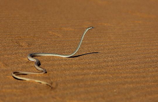 Namibia Fotosafari © Sascha Schorstädt