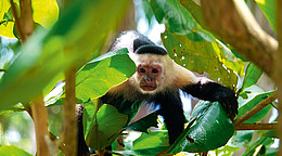 Weißschulterkapuziner sind auf Costa Rica weit verbreitet © Wikinger Reisen