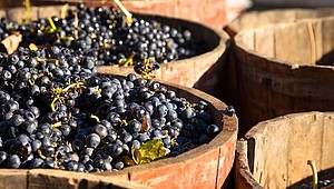 Im Rioja wird vornehmlich die Rebsorte Tempranillo angebaut © Carlos Sanchez Pereyra