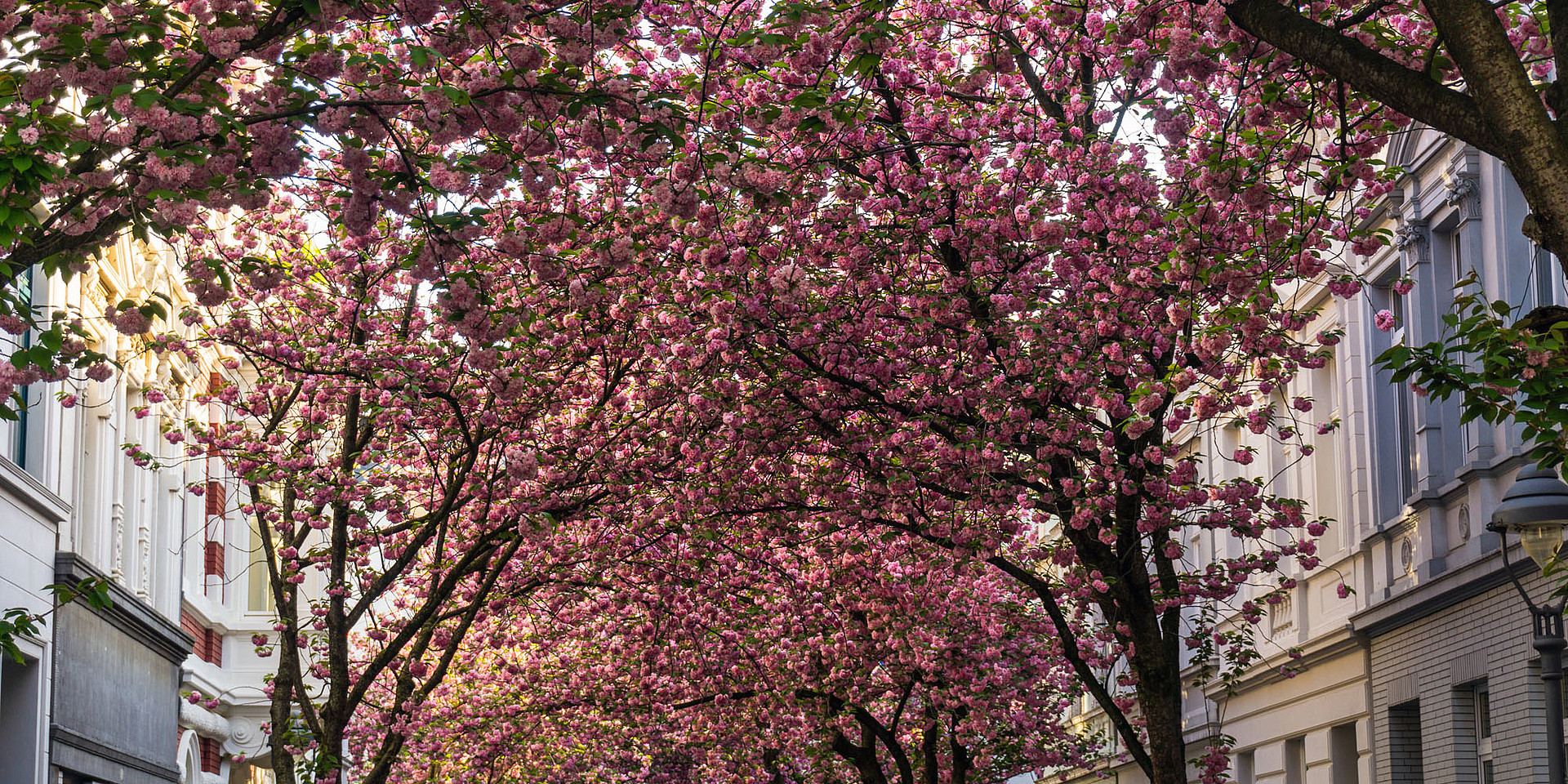 Alle Jahre wieder ein Erlebnis für Augen und Nase: Die Kirschblüte in der Bonner Altstadt. © Esther's Travel Guide
