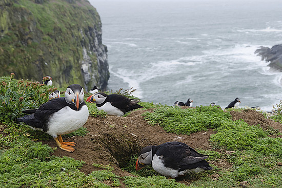 Die Papageientaucher auf Skomer unterhalten Deine Kinder, ohne dass Du große etwas dafür tun musst. © mthaler / iStock / Getty Images