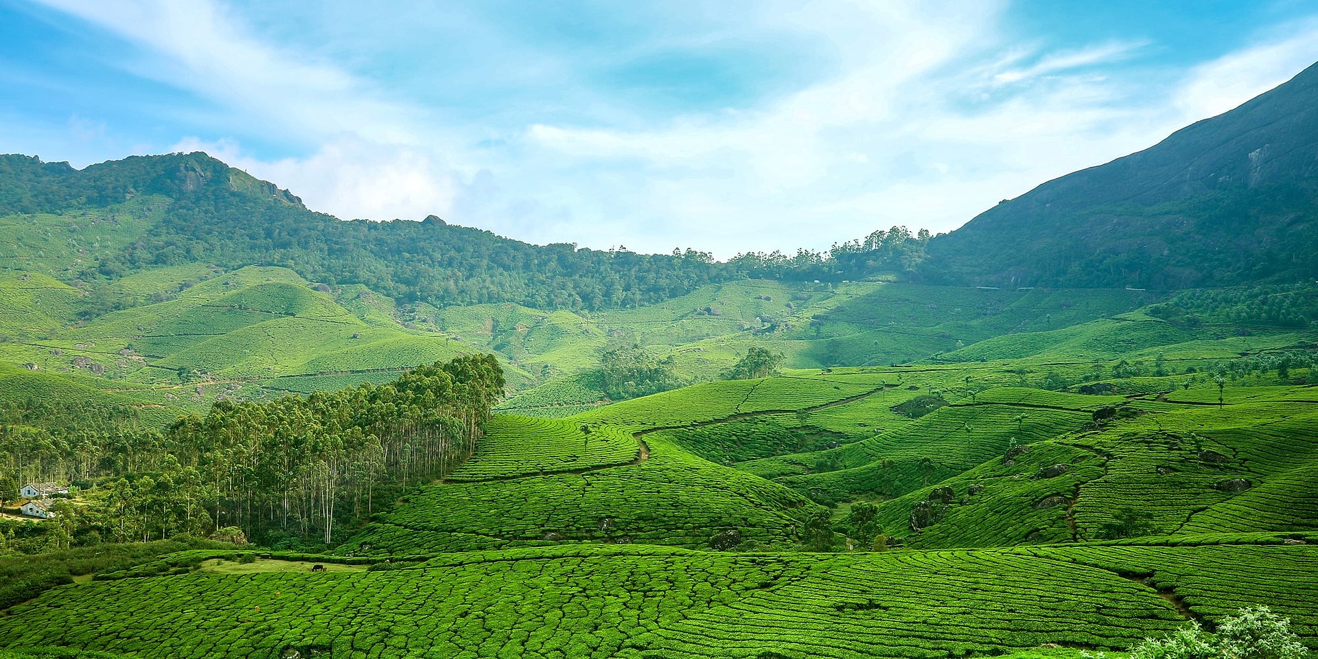 Das satte Grün der Teeplantagen in den Hügeln rund um Munnar, Kerala. © Incredible India