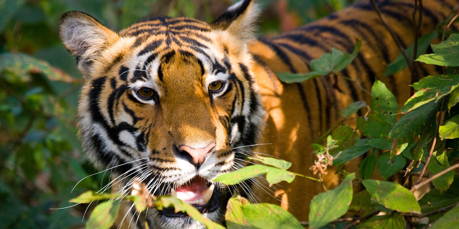 Ein Königstiger, das Nationaltier Indiens, im Bandhavgarh National Park. © GUDKOV ANDREY/Shutterstock