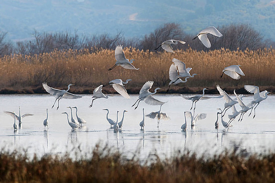 Zugvögel in der Lagune von Giavola© courtesy of Costa Navarino