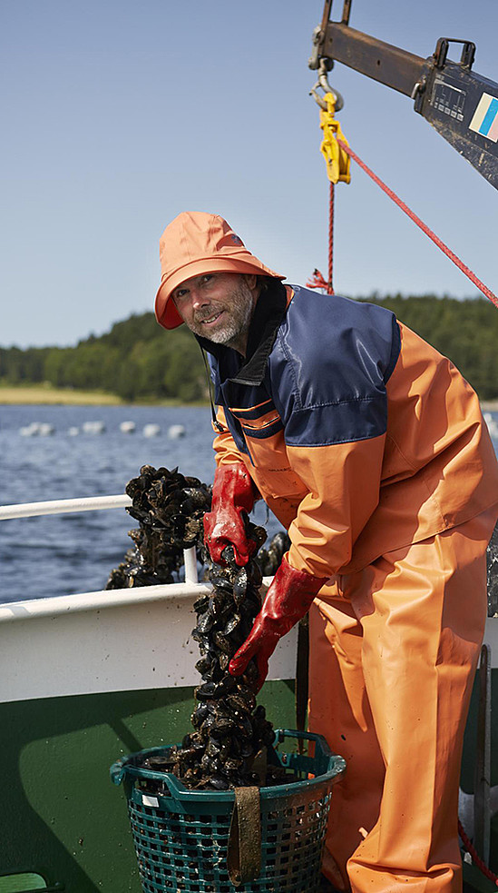 Muscheln gehören zu den "Big Five" in Westschweden © Klocktornet, Tom Fakler