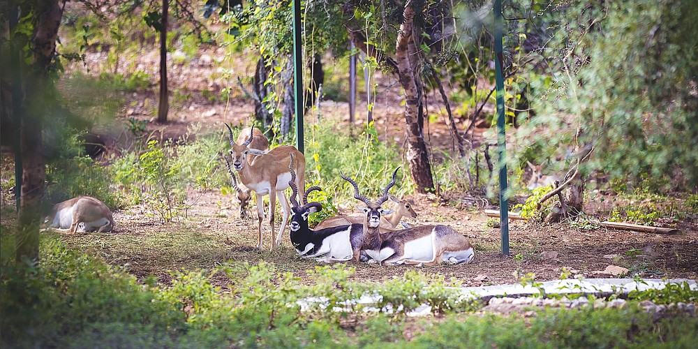 Hirschziegenantilopen im Sajjangarh Biological Park in Udaipur, Rajasthan. © Incredible India